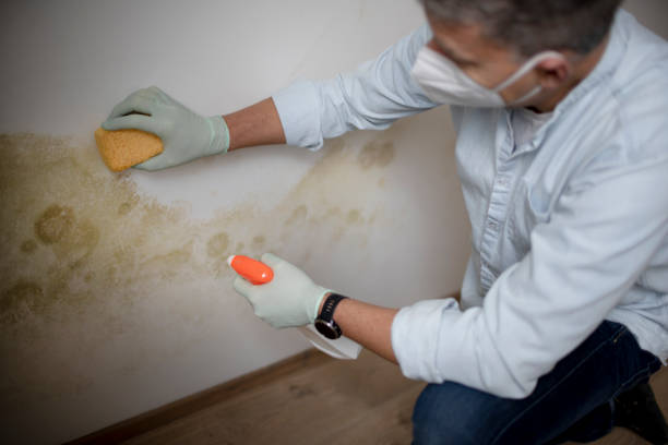 New Smyrna Beach, FL Mold Removal Company